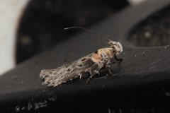 Gnorimoschema baccharisella