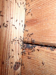 Crematogaster ashmeadi