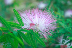 Calliandra