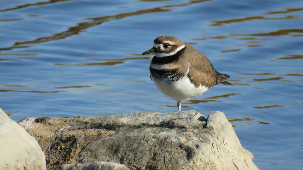 Killdeer from Munster Hamlet Richmond, Ottawa, ON, Canada on October