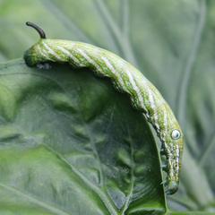 Rhagastis albomarginata
