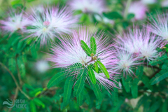 Calliandra