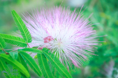 Calliandra