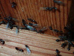 Crematogaster ashmeadi