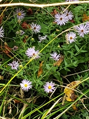 Symphyotrichinae