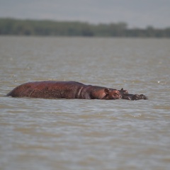 Hippopotamus amphibius