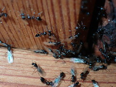 Crematogaster ashmeadi