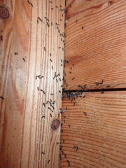 Crematogaster ashmeadi