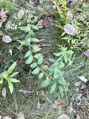 Doellingeria sericocarpoides