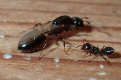 Crematogaster ashmeadi