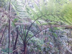 Cyatheaceae