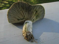 Lactarius chelidonium