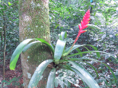 Bromeliaceae