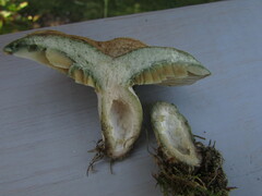 Lactarius chelidonium