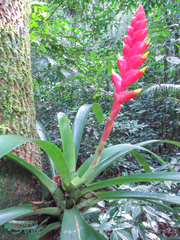 Bromeliaceae
