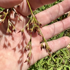 Juncus trigonocarpus