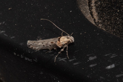 Gnorimoschema baccharisella