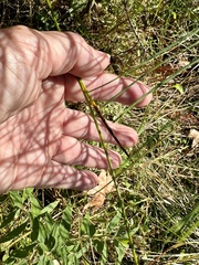 Juncus trigonocarpus