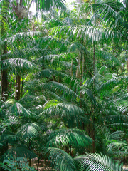 Arecaceae