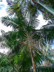 Arecaceae