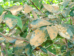 Angiospermae