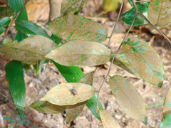 Angiospermae