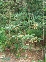 Angiospermae