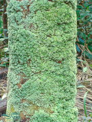 Bryophyta