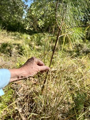 Juncus trigonocarpus