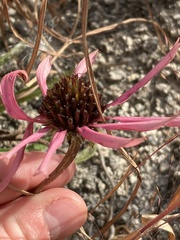 Echinacea tennesseensis