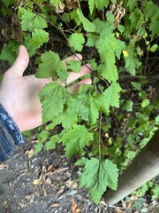Physocarpus capitatus