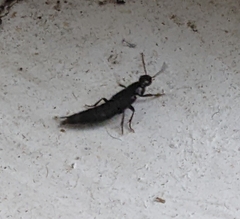 Staphylinini