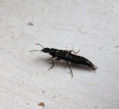 Staphylinini