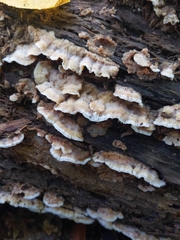 Merulius tremellosus