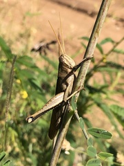 Schistocerca camerata