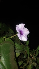 Ipomoea muricata