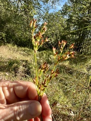 Juncus trigonocarpus