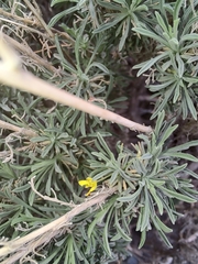 Descurainia bourgaeana