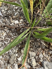 Echinacea tennesseensis