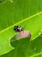 Omophoita