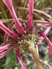 Echinacea tennesseensis