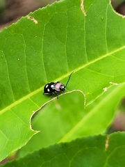 Omophoita