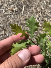 Quercus lobata