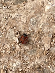 Coccinella algerica