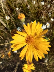 Heterotheca inuloides