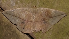 Oxydia vesulia