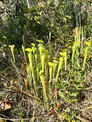 Sarracenia alata