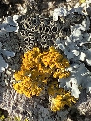 Xanthomendoza