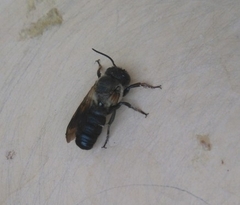 Megachile sculpturalis