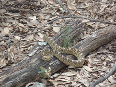 Crotalus molossus